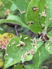 Eriophyes emarginatae