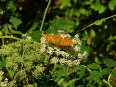 Argynnis paphia