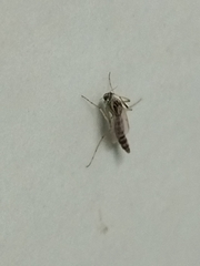 Chironomoidea