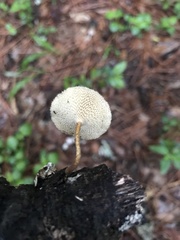 Lentinus arcularius