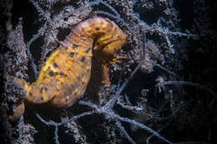 Hippocampus abdominalis