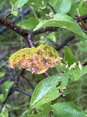 Eriophyes emarginatae
