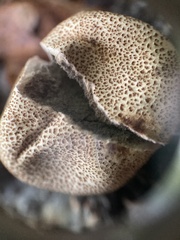 Scleroderma areolatum