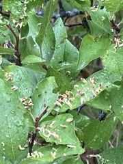 Eriophyes emarginatae