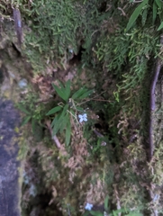 Oldenlandia corymbosa