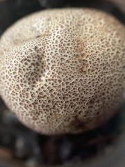 Scleroderma areolatum