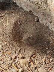 Myrmeleon formicarius