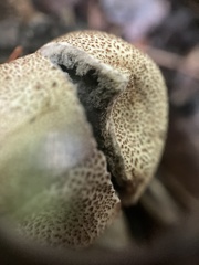 Scleroderma areolatum