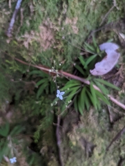 Oldenlandia corymbosa