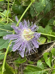 Passiflora incarnata