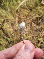 Catananche caerulea