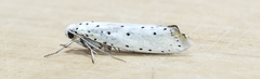 Yponomeuta cagnagella
