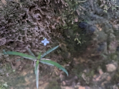 Oldenlandia corymbosa