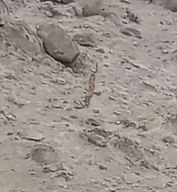 Caprimulgidae