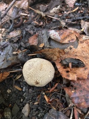 Scleroderma areolatum