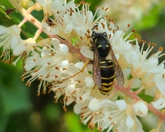 Vespula vidua