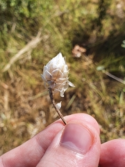 Catananche caerulea