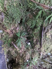 Oldenlandia corymbosa