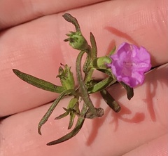 Agalinis neoscotica