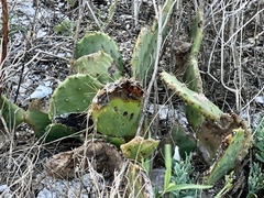 Opuntia