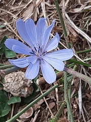 Cichorium intybus