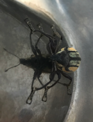 Diaprepes abbreviatus