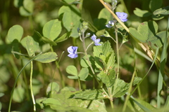 Veronica chamaedrys