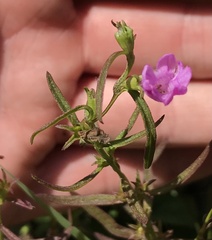 Agalinis neoscotica