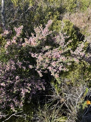 Indigofera brachystachya