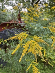 Solidago juncea