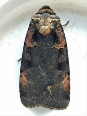 Pseudohermonassa bicarnea