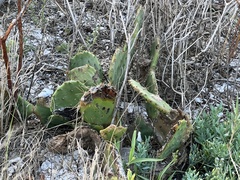 Opuntia