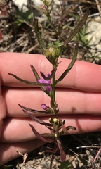 Agalinis neoscotica