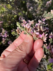 Indigofera brachystachya