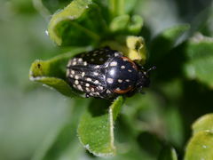 Oxythyrea marginalis