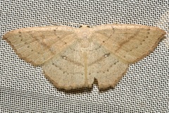 Cyclophora linearia