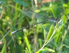Argia