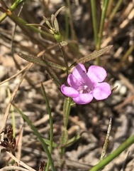 Agalinis neoscotica