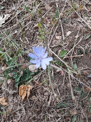 Cichorium intybus