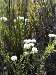 Lachnaea densiflora