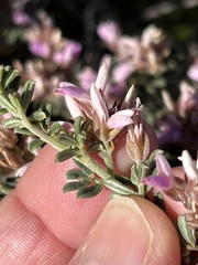 Indigofera brachystachya