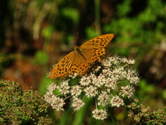 Argynnis paphia