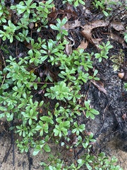 Arctostaphylos uva-ursi