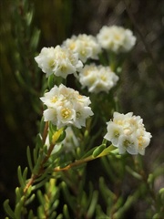 Lachnaea densiflora