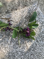 Wisteriopsis reticulata
