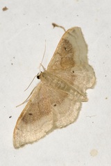 Idaea degeneraria