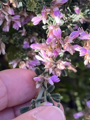 Indigofera brachystachya