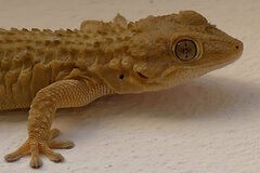 Tarentola mauritanica