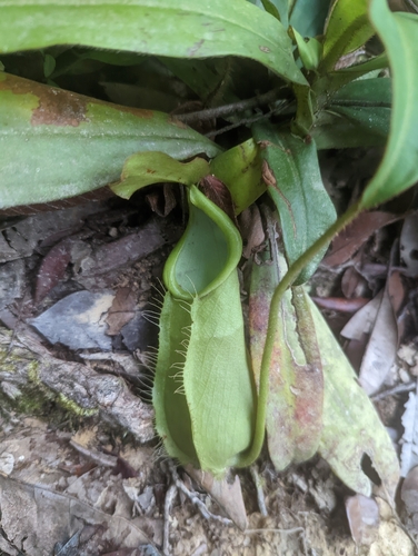Nepenthes hirsuta