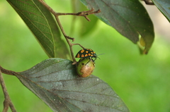 Pachycoris torridus